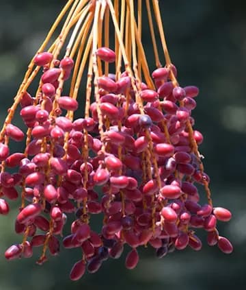 Piarom image